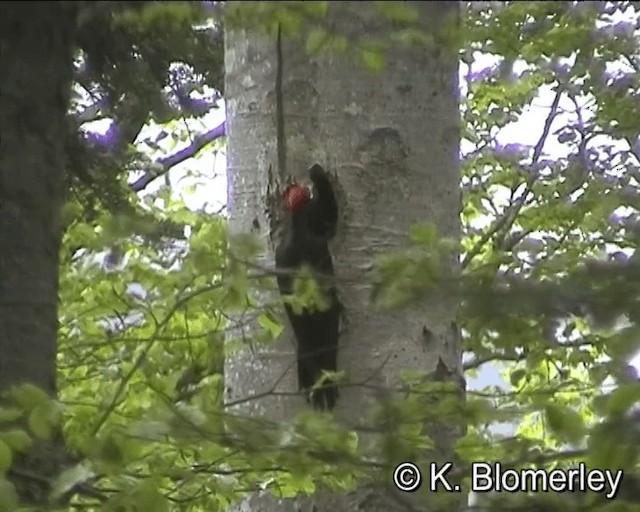 Black Woodpecker - ML201029971