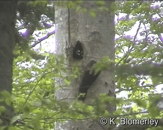 Black Woodpecker - ML201029981