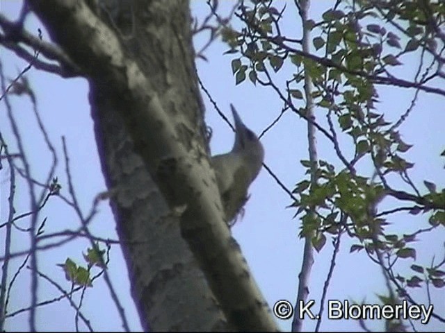 Gray-headed Woodpecker (Gray-headed) - ML201030061