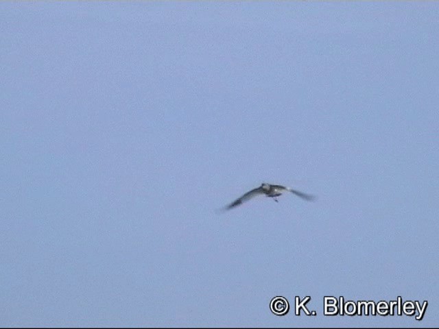 Саарал хавтгаалж - ML201030101