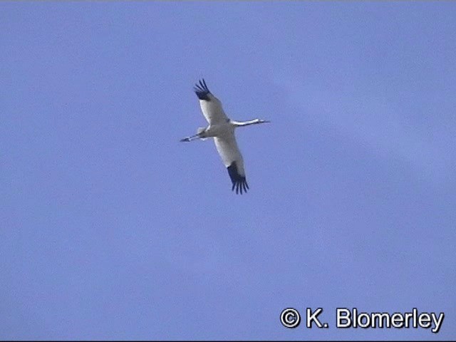 jeřáb bílý - ML201030121