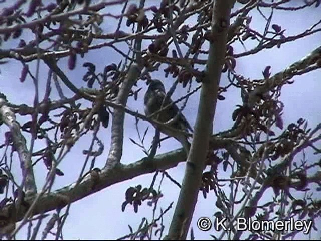 White-cheeked Starling - ML201030131