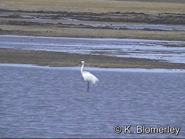 Siberian Crane - ML201030141