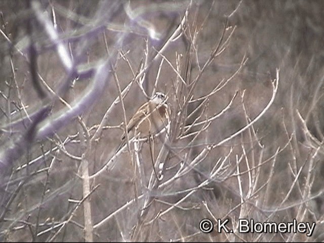 Meadow Bunting - ML201030161