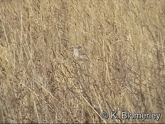 Rufous-backed Bunting - ML201030211