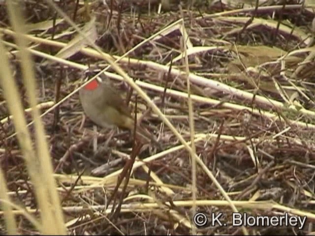 Siberian Rubythroat - ML201030221