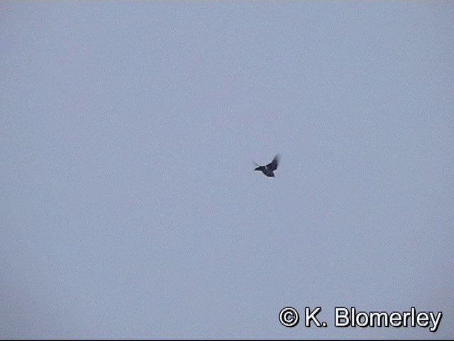 Eurasian Skylark - ML201030231