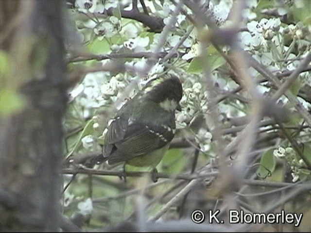 Yellow-bellied Tit - ML201030251