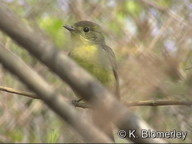 Green-backed Flycatcher - ML201030291