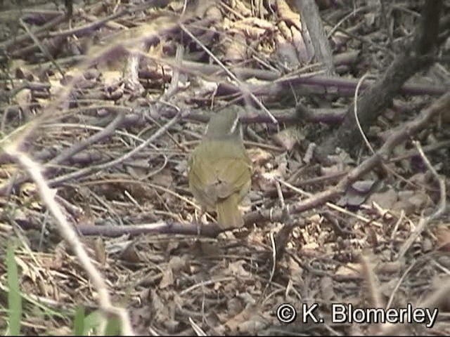 Pale-legged Leaf Warbler - ML201030331