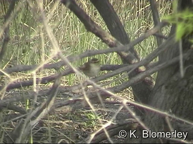 Короткохвостка - ML201030351