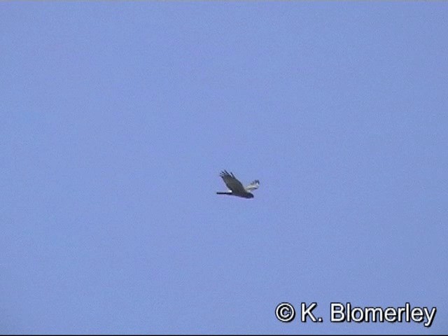 Eastern Marsh Harrier - ML201030391