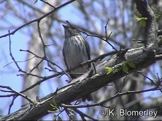 Сэвхэт намнаахай - ML201030431