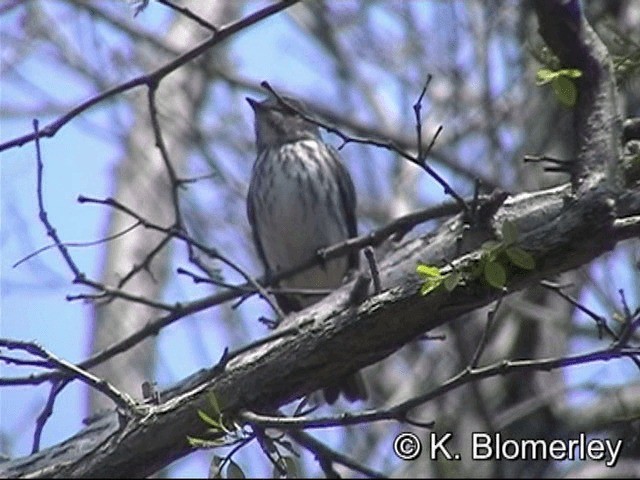 Strichelschnäpper - ML201030431