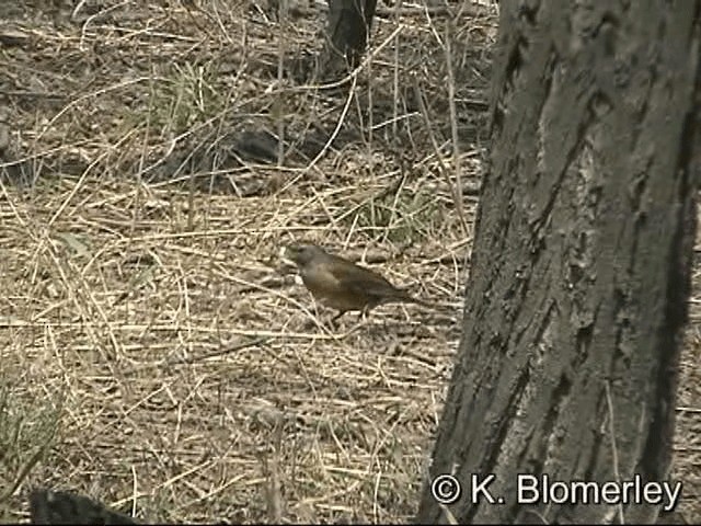 Eyebrowed Thrush - ML201030461