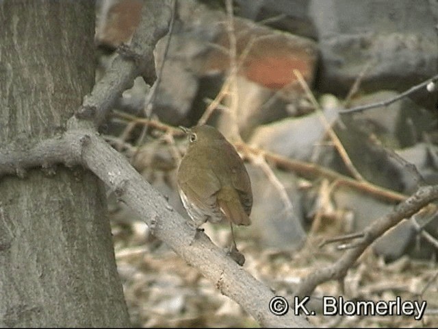 Rufous-tailed Robin - ML201030501