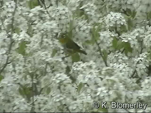 Chestnut-flanked White-eye - ML201030521