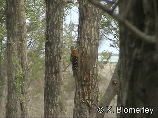 Бор хэвлийт тоншуул - ML201030541