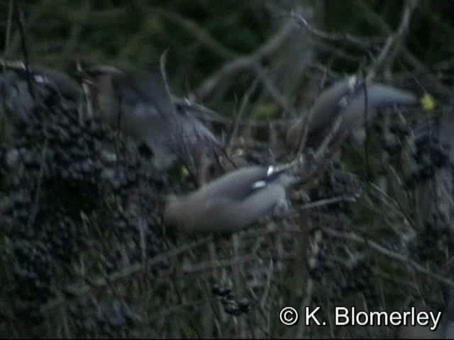 Bohemian Waxwing - ML201030571