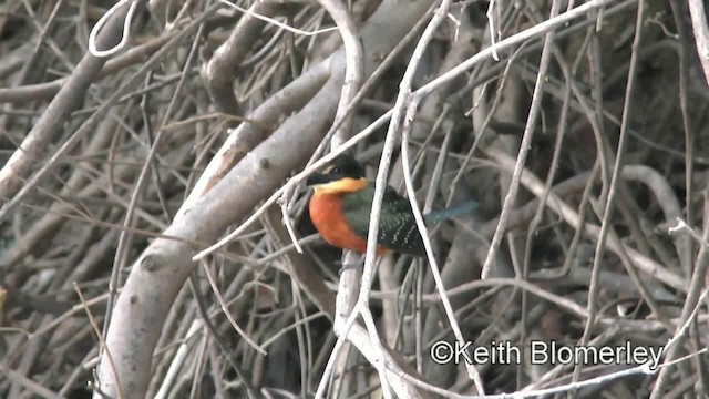 Green-and-rufous Kingfisher - ML201030631