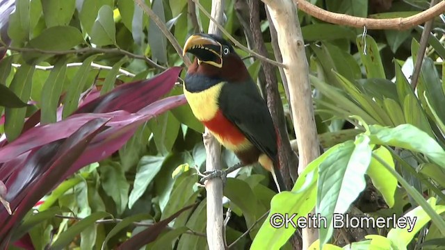 Chestnut-eared Aracari - ML201030651