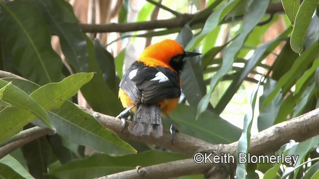 Orange-backed Troupial - ML201030661