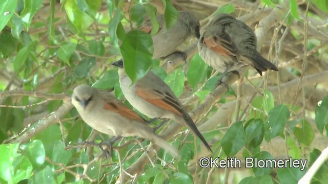 Grayish Baywing - ML201030681