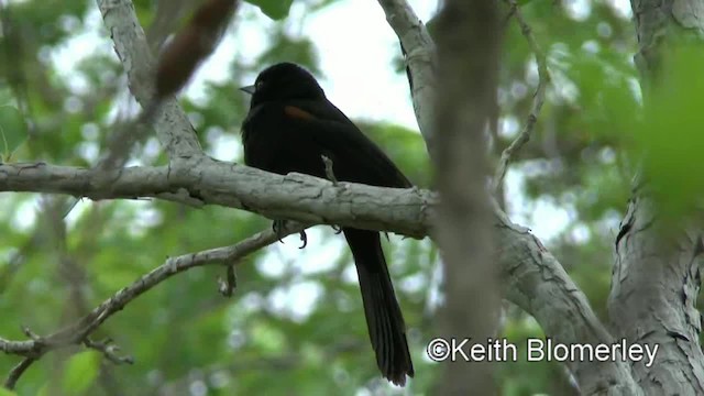 Variable Oriole (Chestnut-shouldered) - ML201030741