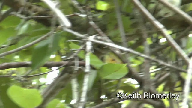 Rusty-fronted Tody-Flycatcher - ML201030761