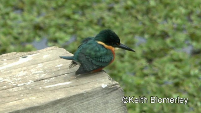 American Pygmy Kingfisher - ML201030771