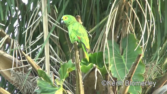 アオボウシインコ - ML201030791