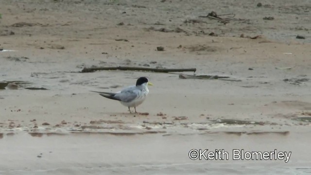 Yellow-billed Tern - ML201030831