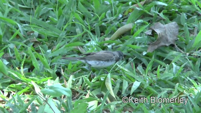 Double-collared Seedeater - ML201030871