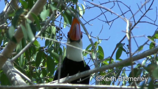 オニオオハシ - ML201030881