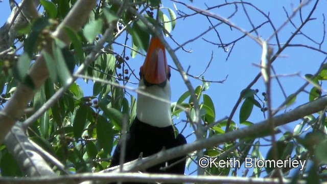 Toucan toco - ML201030881