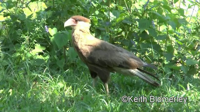 Caracara huppé (plancus) - ML201030901