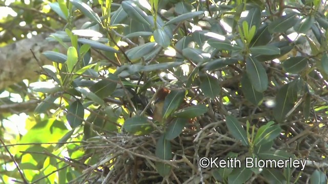 Greater Thornbird - ML201030931