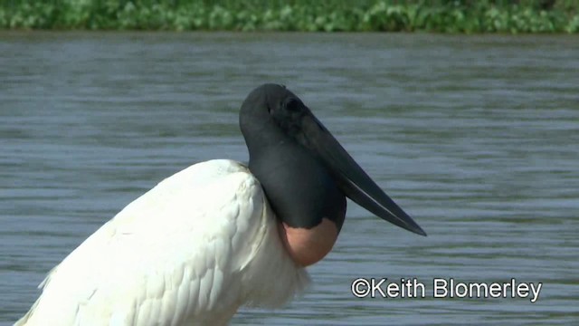 Jabiru d'Amérique - ML201030981