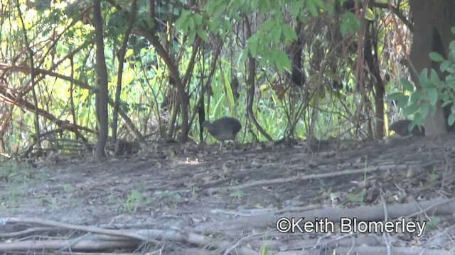 Tinamou vermiculé - ML201030991