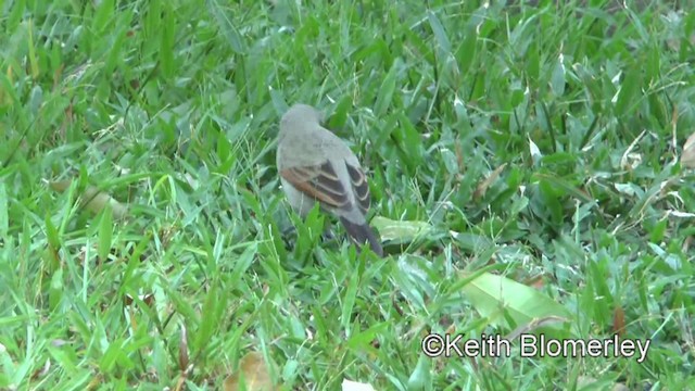 Grayish Baywing - ML201031021