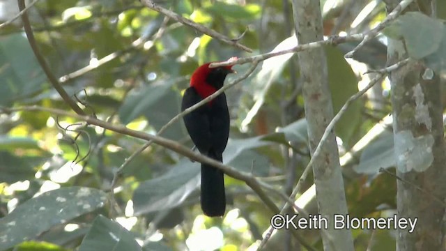 Helmeted Manakin - ML201031051