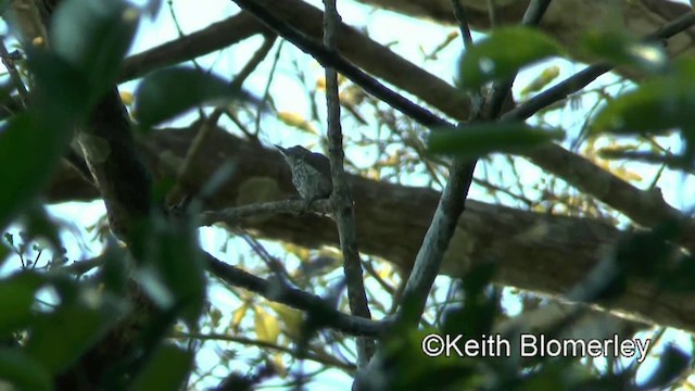 White-wedged Piculet - ML201031061