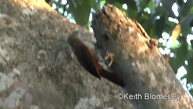 Buff-throated Woodcreeper (Lafresnaye's) - ML201031081