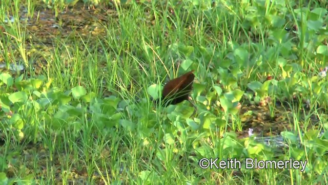 rødflikbladhøne (jacana gr.) - ML201031121