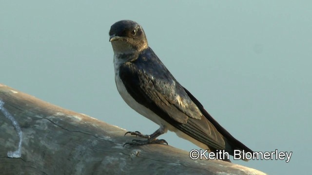 Gray-breasted Martin - ML201031131