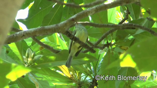 Greenish Elaenia (Greenish) - ML201031151