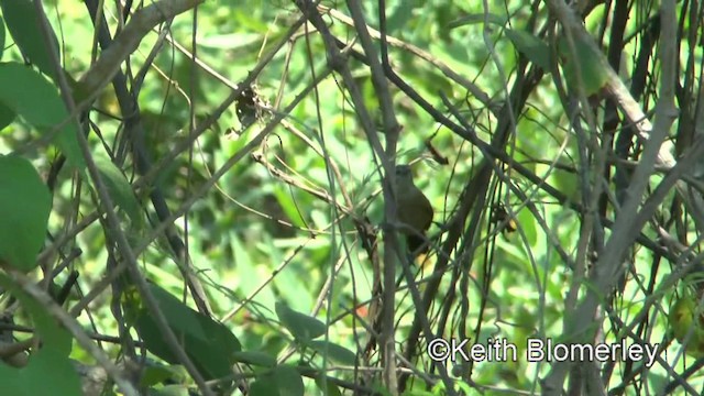 Fawn-breasted Wren - ML201031181