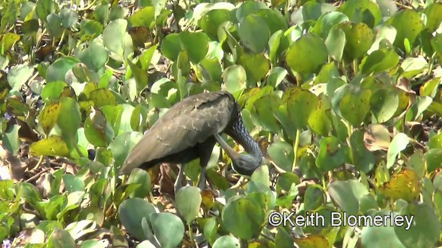 Limpkin (Brown-backed) - ML201031191