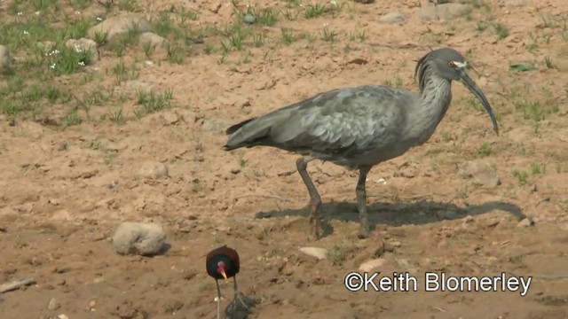 Plumbeous Ibis - ML201031251