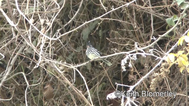 クロカンムリカラタイランチョウ - ML201031291